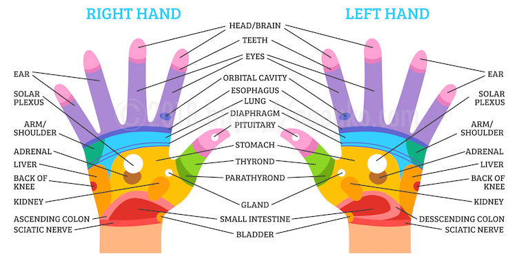 Hand Reflexology Chart