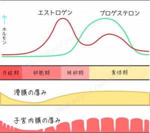 子宮内膜の厚み