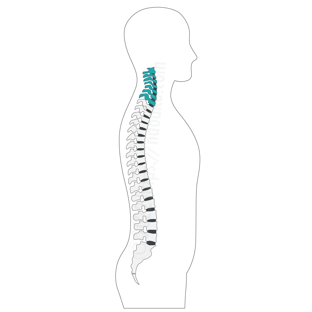 脊椎における頸椎のサイズ